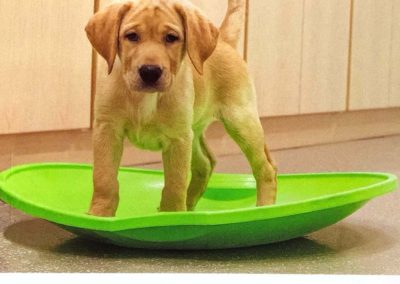 Cricket Pupdate 1